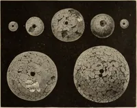 An illustration from Mycen©Œ : a narrative of researches and discoveries at Mycen©Œ and Tiryns (1878)