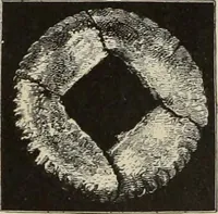 An illustration from Mycen©Œ : a narrative of researches and discoveries at Mycen©Œ and Tiryns (1878)