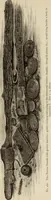 An illustration from Mycen©Œ : a narrative of researches and discoveries at Mycen©Œ and Tiryns (1878)