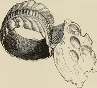 An illustration from Mycen©Œ : a narrative of researches and discoveries at Mycen©Œ and Tiryns (1878)
