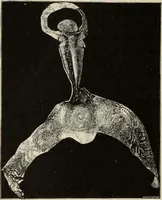 An illustration from Mycen©Œ : a narrative of researches and discoveries at Mycen©Œ and Tiryns (1878)