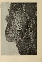 An illustration from Mycen©Œ : a narrative of researches and discoveries at Mycen©Œ and Tiryns (1878)