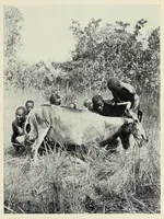 An illustration from My journey from Rhodesia to Egypt : including an ascent of Ruwenzori and a short account of the route from Cape Town to Broken Hill and Lado to Alexandria (1911)
