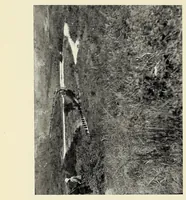 An illustration from My journey from Rhodesia to Egypt : including an ascent of Ruwenzori and a short account of the route from Cape Town to Broken Hill and Lado to Alexandria (1911)