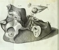 An illustration from Myotomia reformata, or, A new administration of all the muscles of humane bodies : (1694)