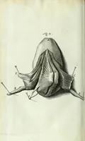 An illustration from Myotomia reformata, or, A new administration of all the muscles of humane bodies : (1694)