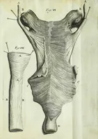 An illustration from Myotomia reformata, or, A new administration of all the muscles of humane bodies : (1694)