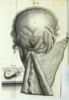 An illustration from Myotomia reformata, or, A new administration of all the muscles of humane bodies : (1694)