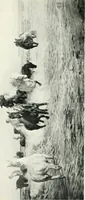 An illustration from My school and my gospel (1908)