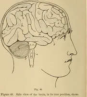 Picture 33 of 86 from The mysteries of the head and the heart explained : including an improved system of phrenology, a new theory of the emotions, and an explanation of the mysteries of mesmerism, trance, mind-reading, and the spirit delusion (1875), leaf 179