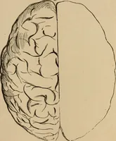 Picture 34 of 86 from The mysteries of the head and the heart explained : including an improved system of phrenology, a new theory of the emotions, and an explanation of the mysteries of mesmerism, trance, mind-reading, and the spirit delusion (1875), leaf 182