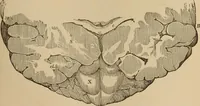 An illustration from The mysteries of the head and the heart explained : including an improved system of phrenology, a new theory of the emotions, and an explanation of the mysteries of mesmerism, trance, mind-reading, and the spirit delusion (1875)