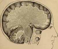 An illustration from The mysteries of the head and the heart explained : including an improved system of phrenology, a new theory of the emotions, and an explanation of the mysteries of mesmerism, trance, mind-reading, and the spirit delusion (1875)