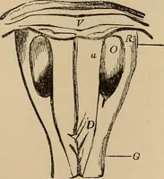 An illustration from The mysteries of the head and the heart explained : including an improved system of phrenology, a new theory of the emotions, and an explanation of the mysteries of mesmerism, trance, mind-reading, and the spirit delusion (1875)