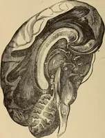 Picture 41 of 86 from The mysteries of the head and the heart explained : including an improved system of phrenology, a new theory of the emotions, and an explanation of the mysteries of mesmerism, trance, mind-reading, and the spirit delusion (1875), leaf 193