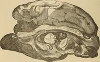 Picture 42 of 86 from The mysteries of the head and the heart explained : including an improved system of phrenology, a new theory of the emotions, and an explanation of the mysteries of mesmerism, trance, mind-reading, and the spirit delusion (1875), leaf 195
