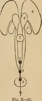 Picture 44 of 86 from The mysteries of the head and the heart explained : including an improved system of phrenology, a new theory of the emotions, and an explanation of the mysteries of mesmerism, trance, mind-reading, and the spirit delusion (1875), leaf 198