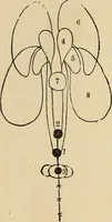 Picture 45 of 86 from The mysteries of the head and the heart explained : including an improved system of phrenology, a new theory of the emotions, and an explanation of the mysteries of mesmerism, trance, mind-reading, and the spirit delusion (1875), leaf 199
