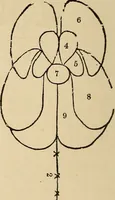 Picture 46 of 86 from The mysteries of the head and the heart explained : including an improved system of phrenology, a new theory of the emotions, and an explanation of the mysteries of mesmerism, trance, mind-reading, and the spirit delusion (1875), leaf 199