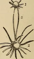 Picture 47 of 86 from The mysteries of the head and the heart explained : including an improved system of phrenology, a new theory of the emotions, and an explanation of the mysteries of mesmerism, trance, mind-reading, and the spirit delusion (1875), leaf 201