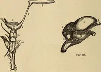 Picture 49 of 86 from The mysteries of the head and the heart explained : including an improved system of phrenology, a new theory of the emotions, and an explanation of the mysteries of mesmerism, trance, mind-reading, and the spirit delusion (1875), leaf 203