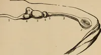 Picture 50 of 86 from The mysteries of the head and the heart explained : including an improved system of phrenology, a new theory of the emotions, and an explanation of the mysteries of mesmerism, trance, mind-reading, and the spirit delusion (1875), leaf 204