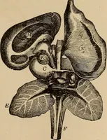 Picture 51 of 86 from The mysteries of the head and the heart explained : including an improved system of phrenology, a new theory of the emotions, and an explanation of the mysteries of mesmerism, trance, mind-reading, and the spirit delusion (1875), leaf 204