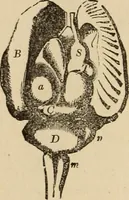 An illustration from The mysteries of the head and the heart explained : including an improved system of phrenology, a new theory of the emotions, and an explanation of the mysteries of mesmerism, trance, mind-reading, and the spirit delusion (1875)