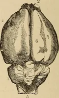 Picture 53 of 86 from The mysteries of the head and the heart explained : including an improved system of phrenology, a new theory of the emotions, and an explanation of the mysteries of mesmerism, trance, mind-reading, and the spirit delusion (1875), leaf 205