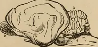 Picture 54 of 86 from The mysteries of the head and the heart explained : including an improved system of phrenology, a new theory of the emotions, and an explanation of the mysteries of mesmerism, trance, mind-reading, and the spirit delusion (1875), leaf 206