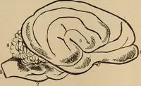Picture 55 of 86 from The mysteries of the head and the heart explained : including an improved system of phrenology, a new theory of the emotions, and an explanation of the mysteries of mesmerism, trance, mind-reading, and the spirit delusion (1875), leaf 206