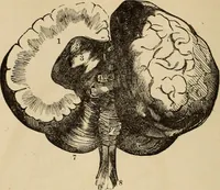Picture 56 of 86 from The mysteries of the head and the heart explained : including an improved system of phrenology, a new theory of the emotions, and an explanation of the mysteries of mesmerism, trance, mind-reading, and the spirit delusion (1875), leaf 207