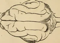 Picture 57 of 86 from The mysteries of the head and the heart explained : including an improved system of phrenology, a new theory of the emotions, and an explanation of the mysteries of mesmerism, trance, mind-reading, and the spirit delusion (1875), leaf 207