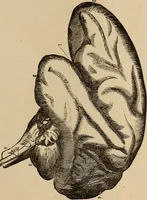 An illustration from The mysteries of the head and the heart explained : including an improved system of phrenology, a new theory of the emotions, and an explanation of the mysteries of mesmerism, trance, mind-reading, and the spirit delusion (1875)