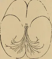 Picture 63 of 86 from The mysteries of the head and the heart explained : including an improved system of phrenology, a new theory of the emotions, and an explanation of the mysteries of mesmerism, trance, mind-reading, and the spirit delusion (1875), leaf 216