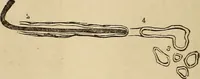 Picture 65 of 86 from The mysteries of the head and the heart explained : including an improved system of phrenology, a new theory of the emotions, and an explanation of the mysteries of mesmerism, trance, mind-reading, and the spirit delusion (1875), leaf 231