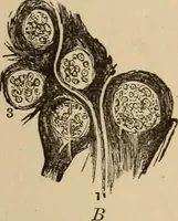 Picture 68 of 86 from The mysteries of the head and the heart explained : including an improved system of phrenology, a new theory of the emotions, and an explanation of the mysteries of mesmerism, trance, mind-reading, and the spirit delusion (1875), leaf 232