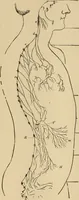 Picture 70 of 86 from The mysteries of the head and the heart explained : including an improved system of phrenology, a new theory of the emotions, and an explanation of the mysteries of mesmerism, trance, mind-reading, and the spirit delusion (1875), leaf 237