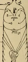 Picture 71 of 86 from The mysteries of the head and the heart explained : including an improved system of phrenology, a new theory of the emotions, and an explanation of the mysteries of mesmerism, trance, mind-reading, and the spirit delusion (1875), leaf 237