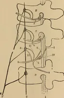 Picture 72 of 86 from The mysteries of the head and the heart explained : including an improved system of phrenology, a new theory of the emotions, and an explanation of the mysteries of mesmerism, trance, mind-reading, and the spirit delusion (1875), leaf 238