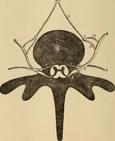 Picture 73 of 86 from The mysteries of the head and the heart explained : including an improved system of phrenology, a new theory of the emotions, and an explanation of the mysteries of mesmerism, trance, mind-reading, and the spirit delusion (1875), leaf 239