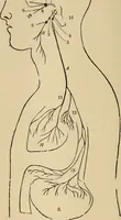 An illustration from The mysteries of the head and the heart explained : including an improved system of phrenology, a new theory of the emotions, and an explanation of the mysteries of mesmerism, trance, mind-reading, and the spirit delusion (1875)