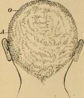 Picture 9 of 86 from The mysteries of the head and the heart explained : including an improved system of phrenology, a new theory of the emotions, and an explanation of the mysteries of mesmerism, trance, mind-reading, and the spirit delusion (1875), leaf 67