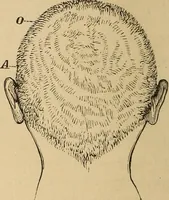 Picture 12 of 86 from The mysteries of the head and the heart explained : including an improved system of phrenology, a new theory of the emotions, and an explanation of the mysteries of mesmerism, trance, mind-reading, and the spirit delusion (1875), leaf 73