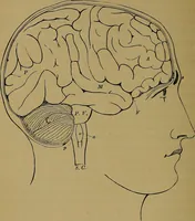 An illustration from The mysteries of the head and the heart explained: including an improved system of phrenology; a new theory of the emotions, and an explanation of the mysteries of mesmerism, trance, mind-reading, and the spirit delusion (1881)