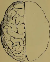 An illustration from The mysteries of the head and the heart explained: including an improved system of phrenology; a new theory of the emotions, and an explanation of the mysteries of mesmerism, trance, mind-reading, and the spirit delusion (1881)