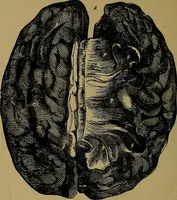 An illustration from The mysteries of the head and the heart explained: including an improved system of phrenology; a new theory of the emotions, and an explanation of the mysteries of mesmerism, trance, mind-reading, and the spirit delusion (1881)