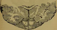An illustration from The mysteries of the head and the heart explained: including an improved system of phrenology; a new theory of the emotions, and an explanation of the mysteries of mesmerism, trance, mind-reading, and the spirit delusion (1881)
