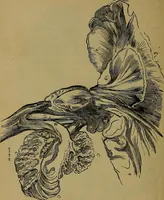 Picture 33 of 68 from The mysteries of the head and the heart explained: including an improved system of phrenology; a new theory of the emotions, and an explanation of the mysteries of mesmerism, trance, mind-reading, and the spirit delusion (1881), leaf 187