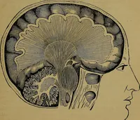An illustration from The mysteries of the head and the heart explained: including an improved system of phrenology; a new theory of the emotions, and an explanation of the mysteries of mesmerism, trance, mind-reading, and the spirit delusion (1881)